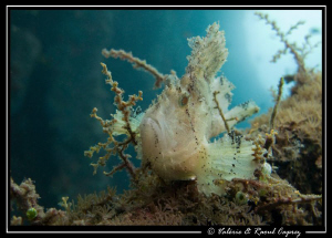 Taenianotus triacanthus in the Japanese wreck (Bali) by Raoul Caprez 